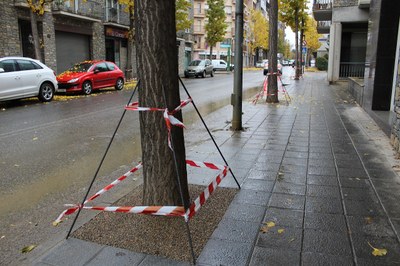 Tapats 164 escocells d'arbres de la part nord de l'avinguda del Salòria 