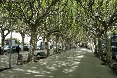 Tractament fitosanitari als arbres del Passeig de la Seu per combatre el tigre del plataner 