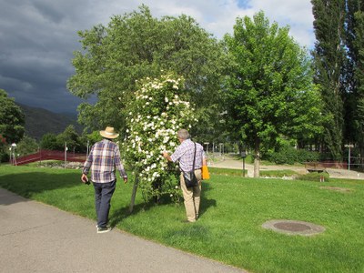 Viles Florides avalua l'enjardinament i espais verds de la Seu d'Urgell per poder renovar i certificar aquest distintiu que ostenta la nostra ciutat