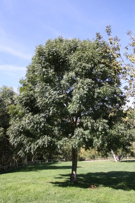 Freixera_arbre Freixera_arbre