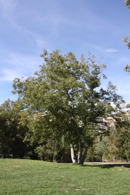 Noguer_arbre Noguer_arbre