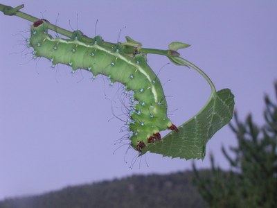 Til·ler_paó de nit Til·ler_paó de nit