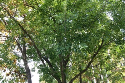 freixera americana_arbre