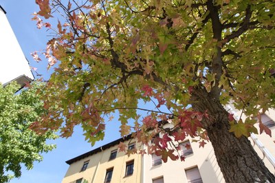 liquidambar_fulles liquidambar_fulles