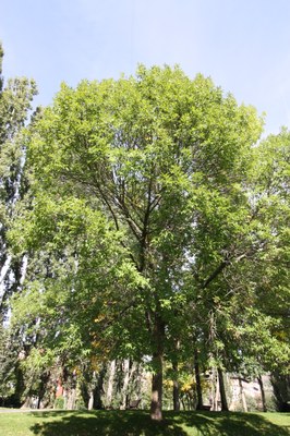 freixera americana_arbre(bo)