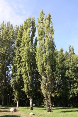 Glop_arbre