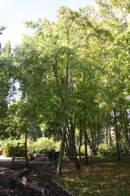 Liquidambar_arbre Liquidambar_arbre