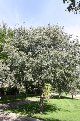 Lledoner_arbre