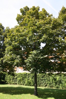 Til·ler_arbre Til·ler_arbre