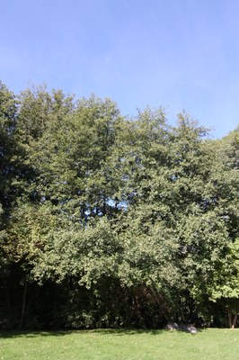 vern_arbre vern_arbre